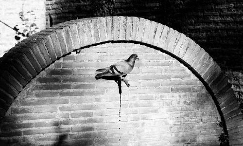 Pigeon on faucet in brick wall