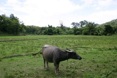 Buffalo on grassy field