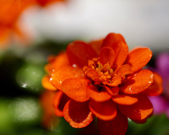 Close-up of water drops on orange flower