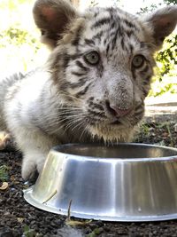 Close-up portrait of a cat drinking water