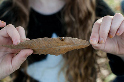 Close-up of ladybug on leaf held by woman