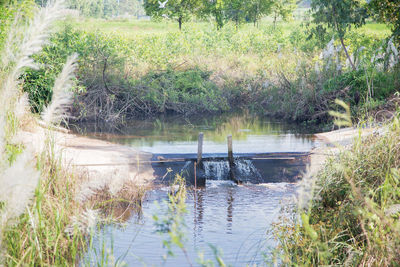 Scenic view of lake in forest