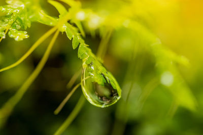 Close-up of green plant in water