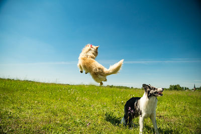 View of two dogs on field