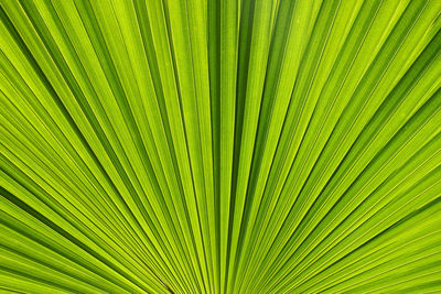 Ruffle fan palm leaf natural pattern background