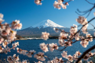 View of cherry blossom against clear blue sky