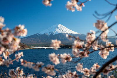 View of cherry blossom against clear blue sky