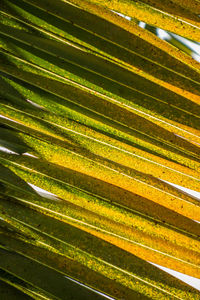 Full frame shot of palm leaves
