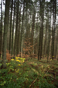 Trees in forest