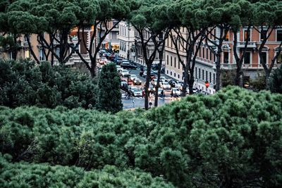 High angle view of trees and plants in city