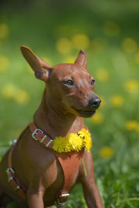 Close-up of a dog looking away