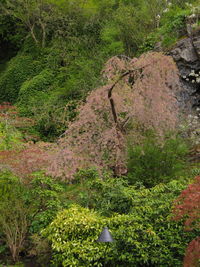 Plants and trees in forest