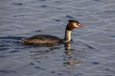A grest crested grebe, swimming across the wetlands lake.