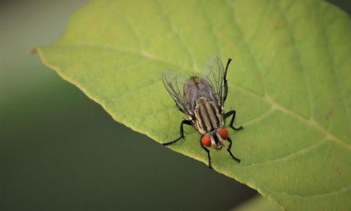 Close-up of fly on leaf