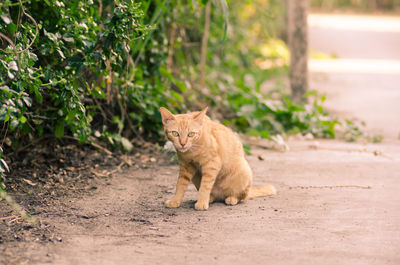 Cat on road