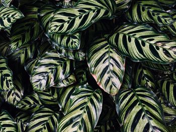 Full frame shot of plants