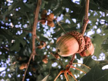 Low angle view of fruits hanging on tree