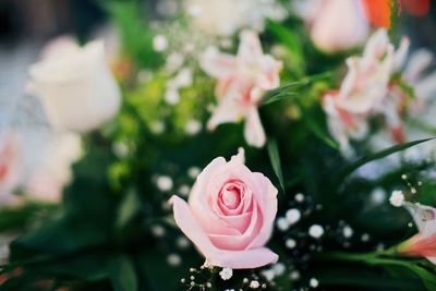 Close-up of rose bouquet