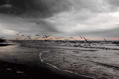 Birds flying over sea against sky