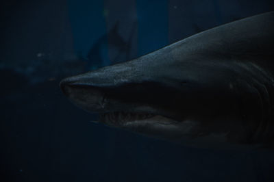 Close-up of fish swimming in sea