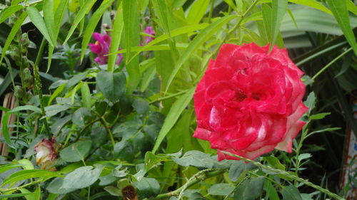 Close-up of pink flower