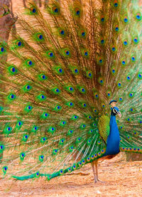 Close-up of peacock