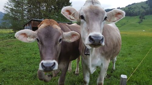 Portrait of cows standing on field