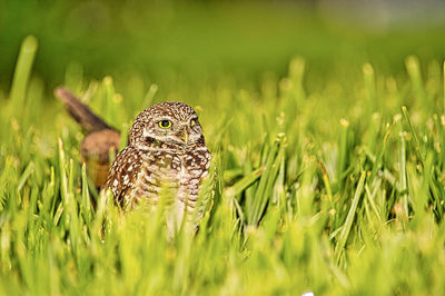 Close-up of bird on grass