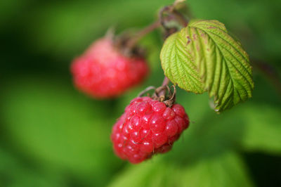 Close-up of raspberry growing on plant