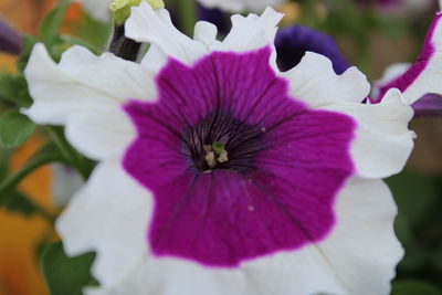 Close-up of purple flowering plant