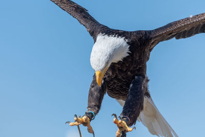 Close up of a bald eagle flying in a falconry demonstration.