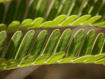 Close-up of green leaves