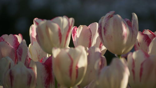 Close-up of pink flowering plants in park