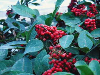 Close-up of cherries growing on plant