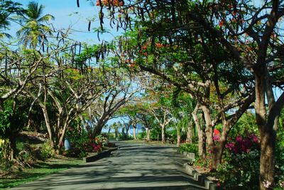 Footpath leading towards trees