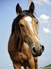 Close-up of horse against sky