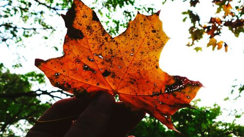 Close-up of maple leaves on tree trunk