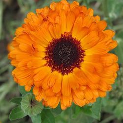 Close-up of orange flower