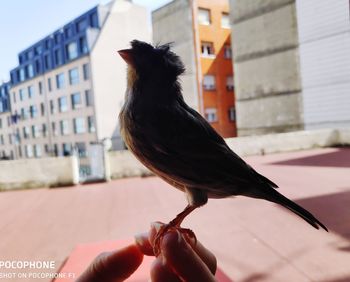 Close-up of hand holding bird