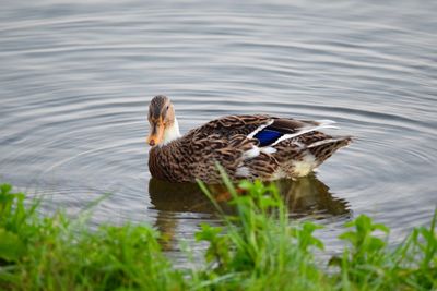 Mallard ducks in lake