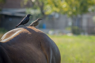 Close-up of bird perching