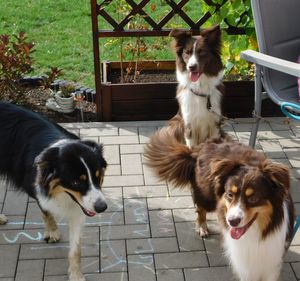 Portrait of dogs on floor