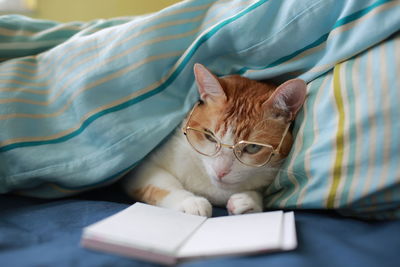 Cat resting on bed