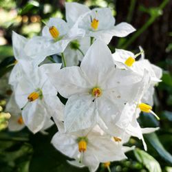 Close-up of white flowers blooming outdoors