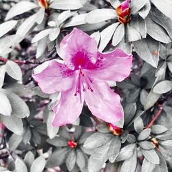 Close-up of pink flower