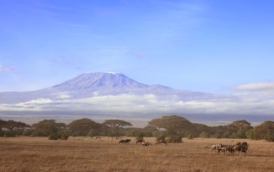 View of sheep on field against sky