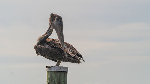 A brown pelican sitting on top of a wooden pile against cloudy sky.