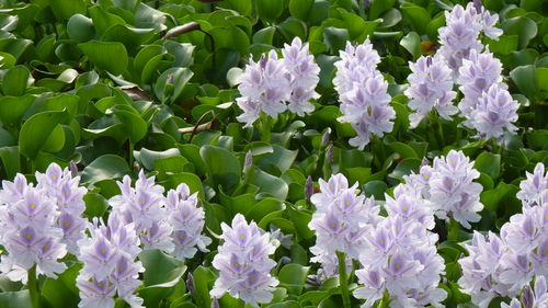 Close-up of purple flowering plants