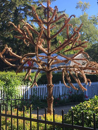 Trees in park against sky