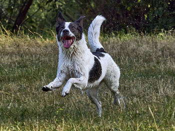 Dog running on field